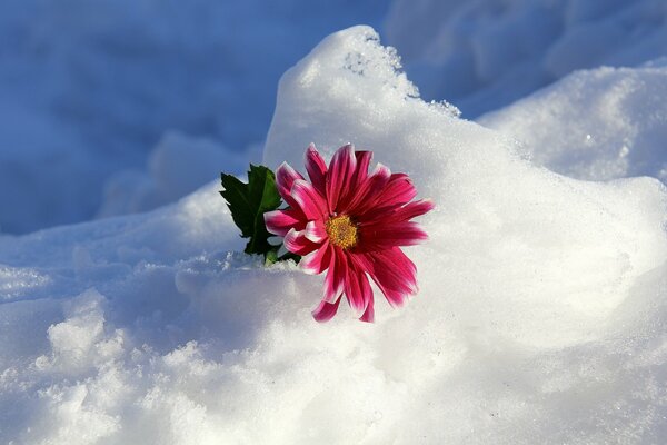 Fleur de neige dans laquelle la fleur est collée