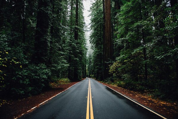 The road through the coniferous forest