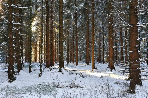 Forêt de pins en hiver au soleil