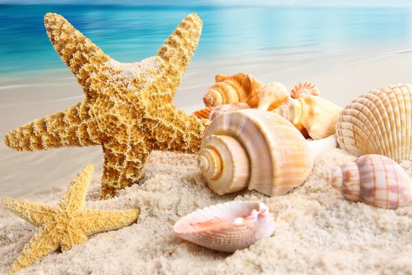 Coquillages et étoiles sur la plage de sable fin
