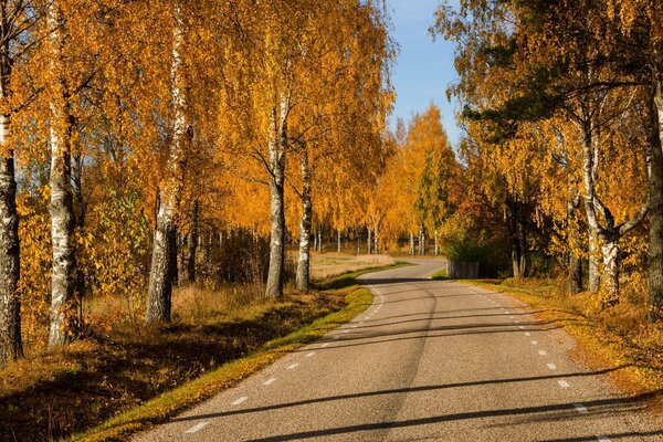 The road along the bright autumn grove of birches