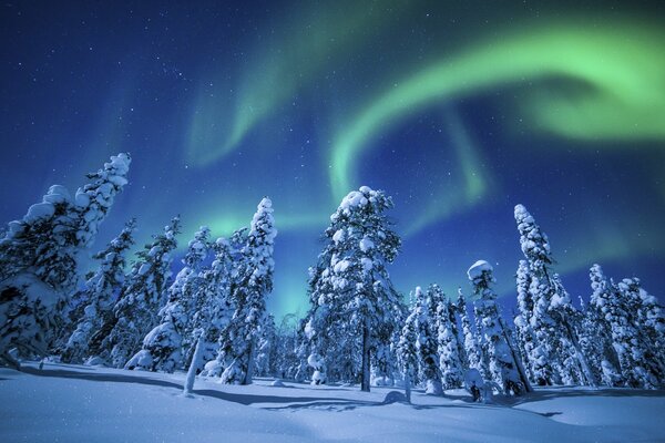 Nordlichter im schönen Winterwald