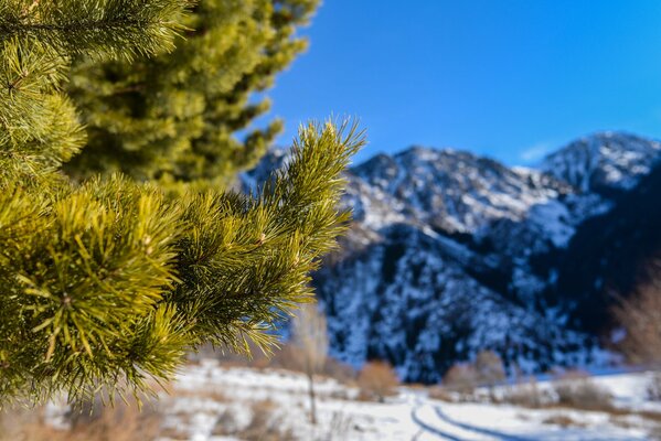 Un enorme montagna può essere vista attraverso l effetto macro degli aghi di abete rosso