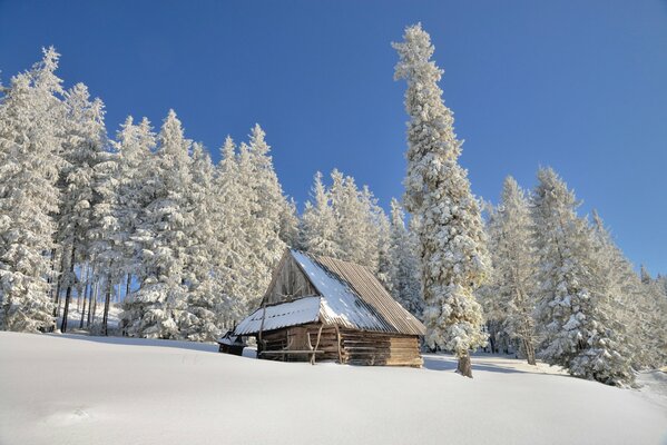 Casa solitaria nella foresta innevata della Polonia