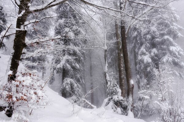 Decoración de invierno de los gigantes del bosque