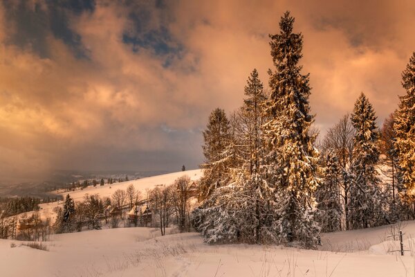 Winter forest at sunset