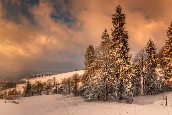 Foresta invernale al tramonto