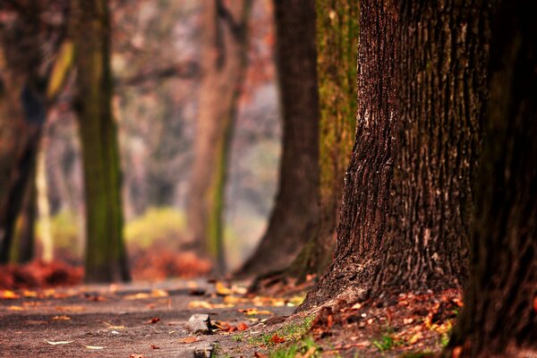 Tronco de árbol viejo en el Jardín de otoño