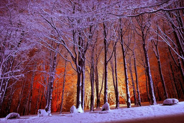 Frost on the branches in the park in the evening with lighting