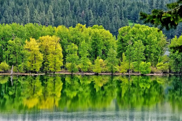 Reflejo del bosque en el río