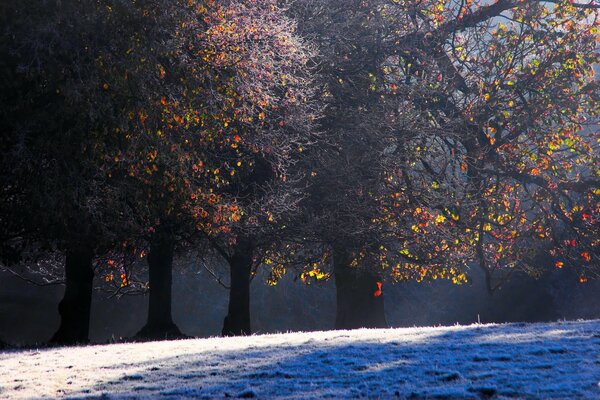 Herbstblätter auf Bäumen und mit Frost bedecktes Gras