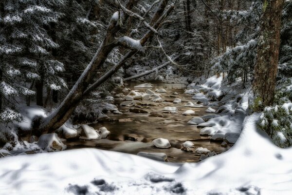 Ruscello tra alberi innevati