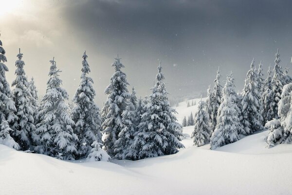 Landscape Winter forest snow