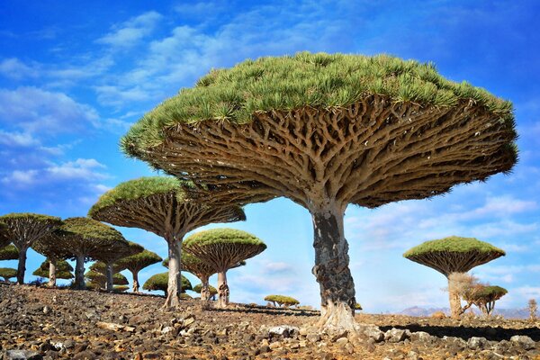 Dracaenas contra el cielo azul