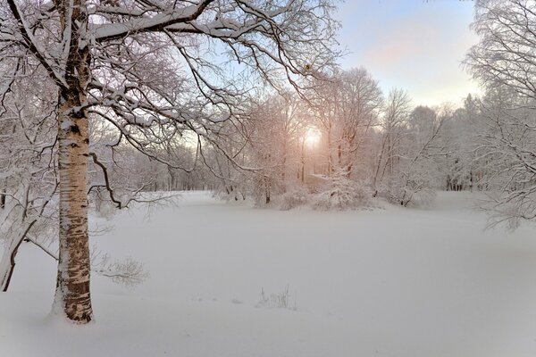 Winter Natur und Bäume im Frost