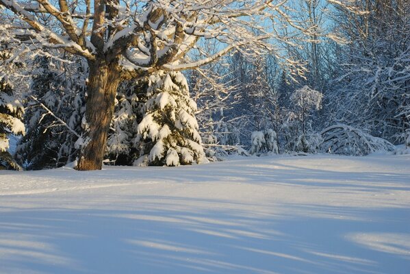 Winterwald in goldenen Sonnenstrahlen