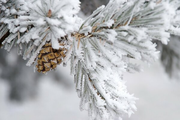 A cone on a fir branch in the snow in winter