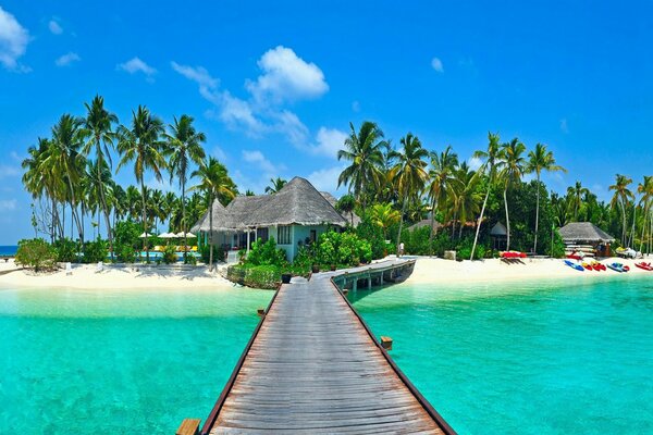 Tropical background palm trees beach