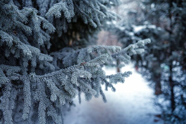 Twigs of spruce and pine in winter in the snow