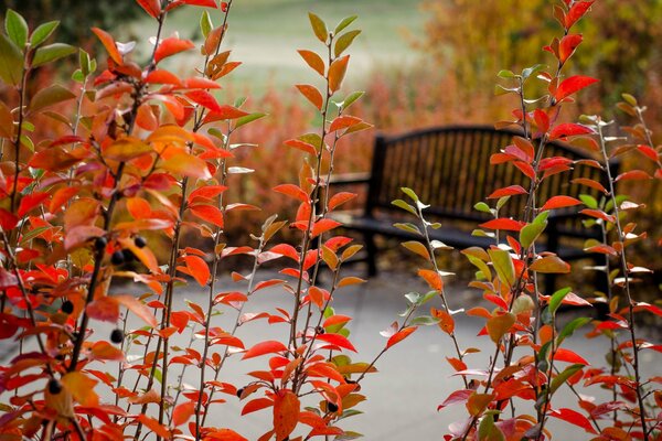 Parque de otoño en follaje rojo