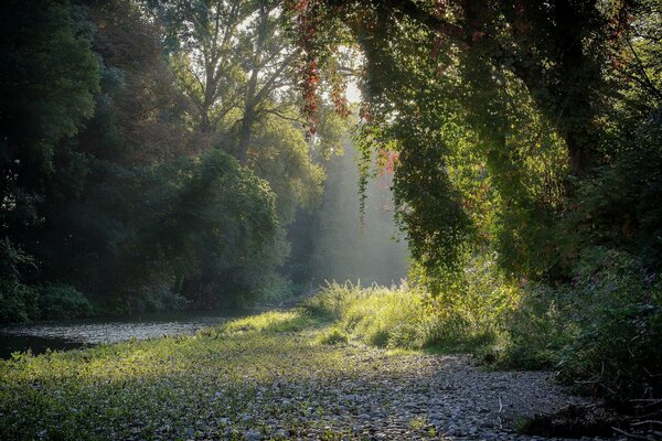 Los primeros rayos de la mañana sobre el césped del bosque