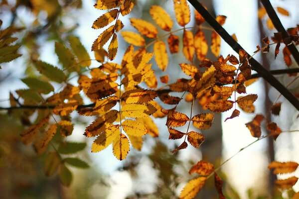 Gelbe Herbstblätter in der Sonne