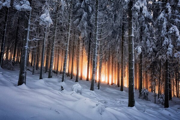 Foresta Nera invernale in Germania