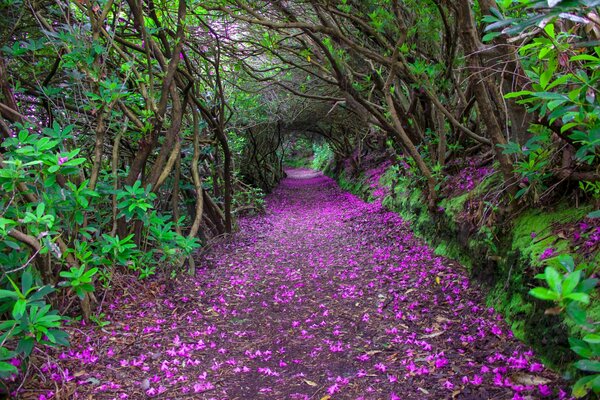 Tunnel dans le parc d Irlande