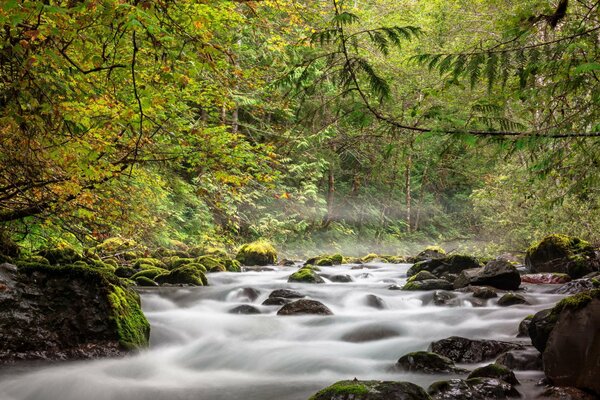 Schönes Foto des Flusses im Wald