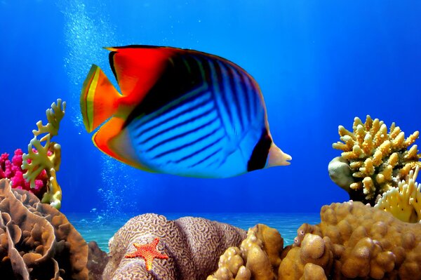 Die Schönheit der Unterwasserwelt. Heller Fisch
