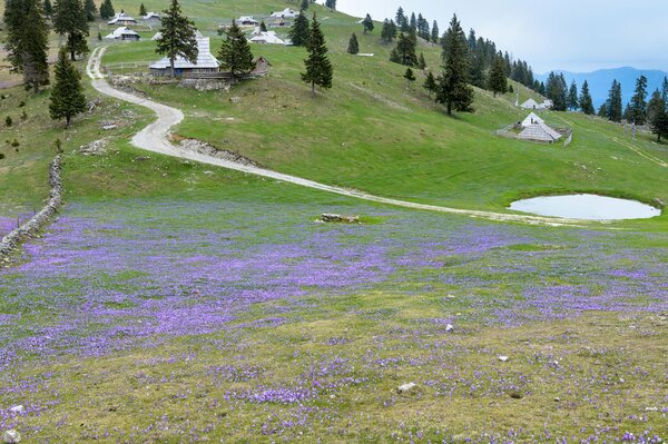 Una radura di fiori in un villaggio sloveno