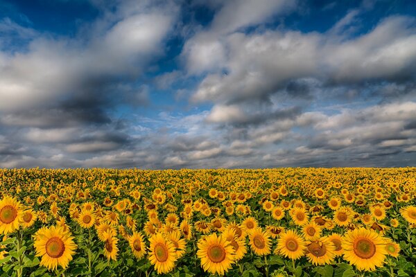 Helles Feld von Sonnenblumen unter blauem Himmel mit Wolken