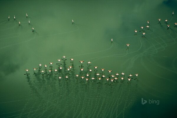 Flacingo volando sobre el lago