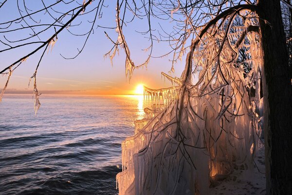 Eiszapfen auf einem Baum vor dem Hintergrund von Meer und Sonne