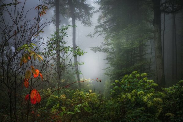 Nebeliger Herbstwald nach Regen