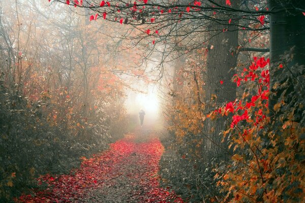 Bright foliage against the background of a foggy autumn park