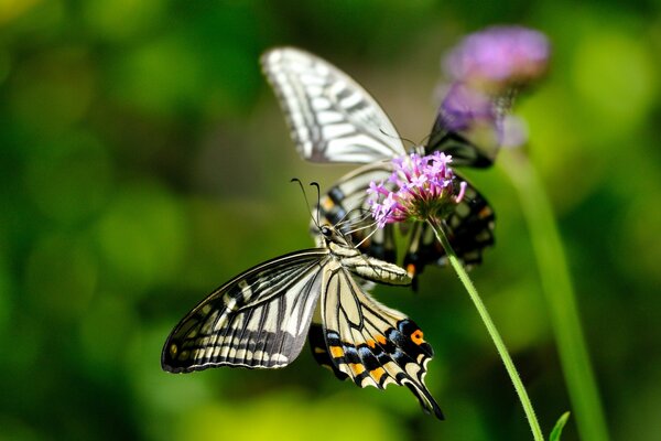 Beautiful butterflies on pink flowers