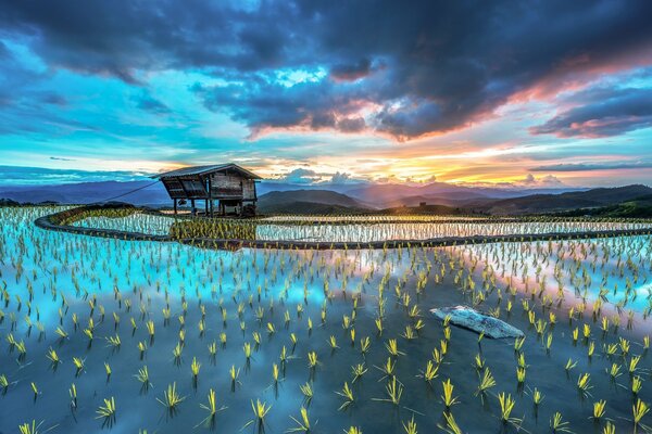 A hut on a rice plantation