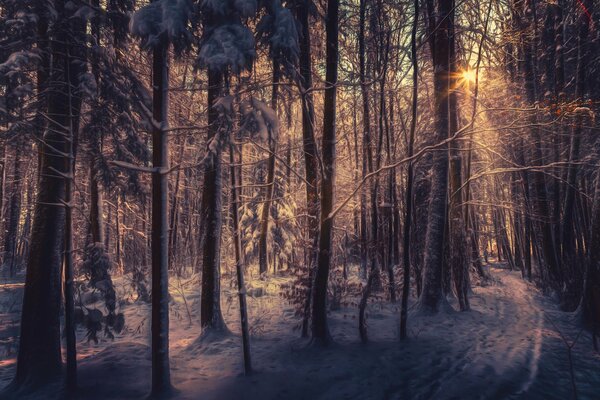 Sunlight breaks through the winter forest, snow everywhere, as an artist s treatment