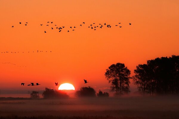 Vögel im Nebel bei Sonnenuntergang Hintergrund