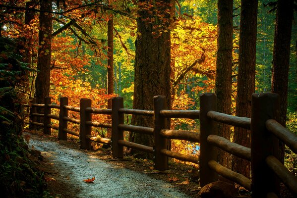 A path for a walk in the autumn forest