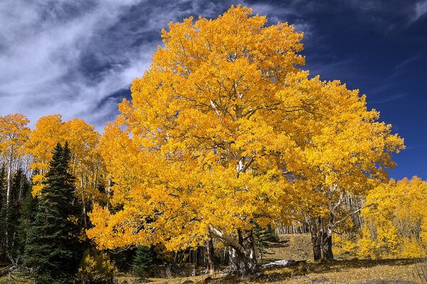 Abedul de otoño y abeto