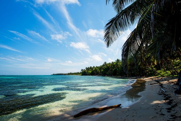 Plage. Palmier sur le rivage. Tropiques. Paysage