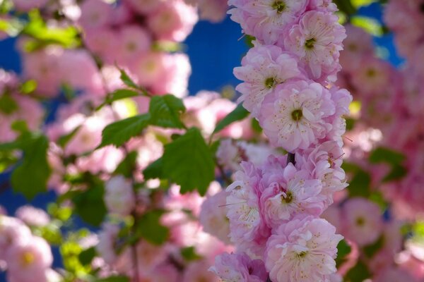 Blooming almonds in early spring