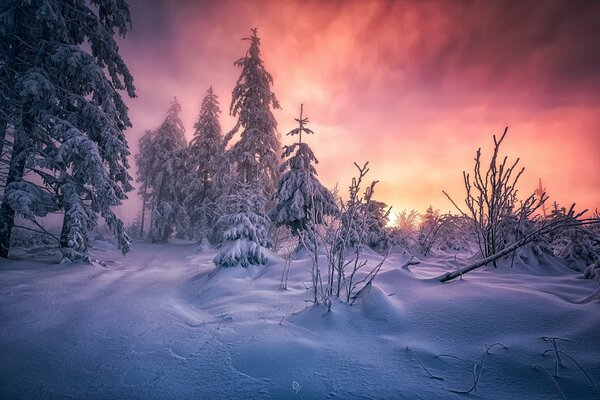 Winter frosty dawn in the forest