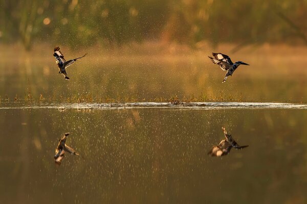 The river over which the birds fly