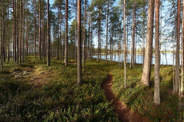 Pine forest on the lake shore