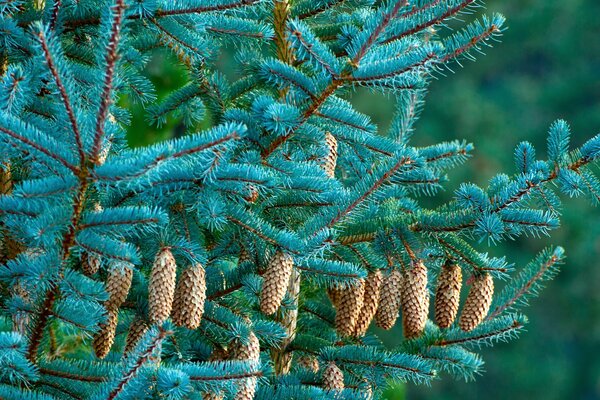 Ramo di abete rosso blu con coni