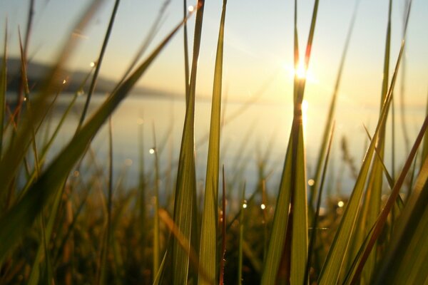 Słońce świeci przez zielone gałązki trawy