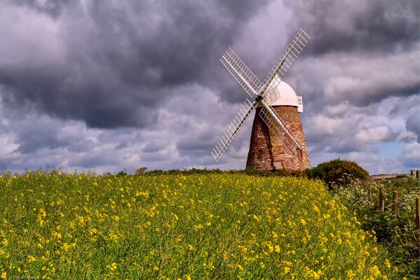 Moulin à vent dans le champ de fleurs